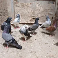 کبوتر|پرنده|بیله سوار, |دیوار