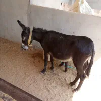 الاغ گمشده خر مشکی