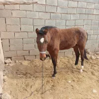 اسب دوساله آماده سوار شدن حیوان آرام