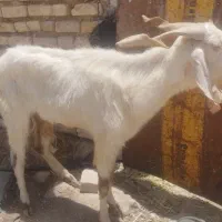 فروش پازن اسراییلی درجه یک قیمت مناسب