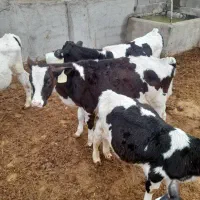 گوساله قطع شیر