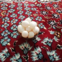 تخم کبوتر