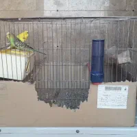 مرغ عشق نر و ماده همراه با قفس