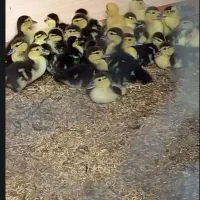 جوجه اردک اسرائیلی