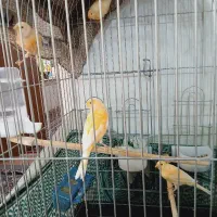 قناری|پرنده|شیراز, پودنک|دیوار