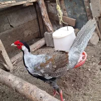 مرغ و خروس زینتی