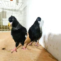 فروش جفت جوجه سینه سیاه هیچ پره