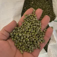 ماش هندی بذری