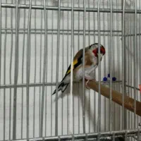 سره دهن لر اوستا