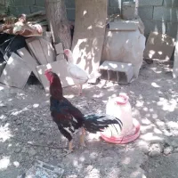 خروس لاری اوشامووقفس مرع تخم گدار