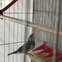 فنچ ماده