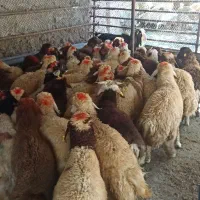 ر زنده  در افشارهه