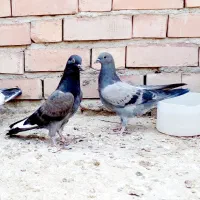 کبوتر