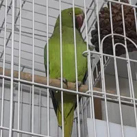ملنگو ماده اهلی نیس