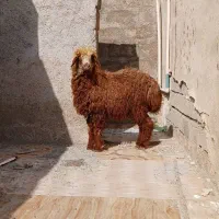 بره|حیوانات مزرعه|چغادک, |دیوار