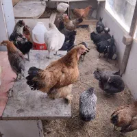 مرغ و خروس و تخم مرغ و بوقلمون