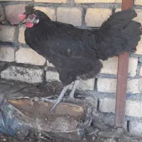 یک عددمرغ جوان تخم گذار
