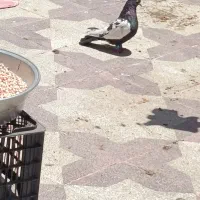 سینه سیاه نر
