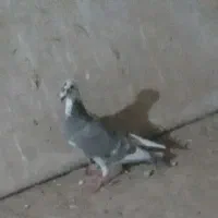 کفتر