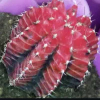 ۲۰۰ گلدان کاکتوس کلکسیونی
