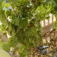 فروش باغ ویلا