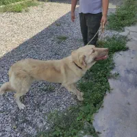 سگ پژدر