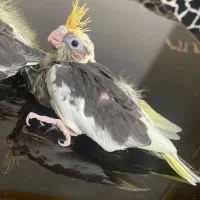 جوجه عروس هلندی سرلاکی