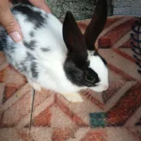 خرگوش نر وماده