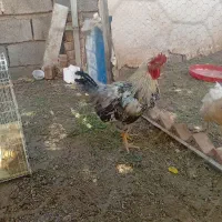 خروس محلی