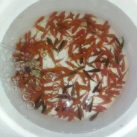 ماهی قرمز(ماهی گلی)فقط دودمب