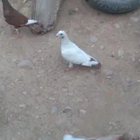 دم سرخ