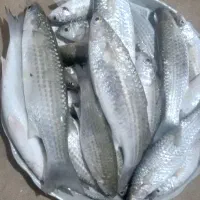 ماهی بیاح تازه وصید روز