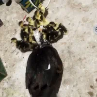 جوجه اردک روسی (سیکا)