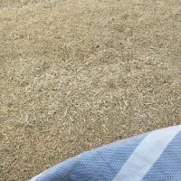 گندم رقم ریژاب دیم