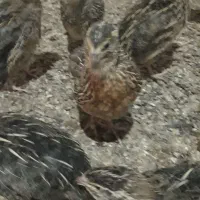 بلدرچین ۳۵ روزه نر و ماده