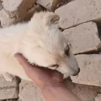 سگ پاکوتاه