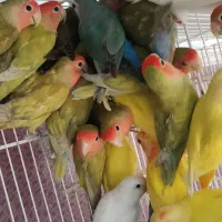 طوطی برزیلی (پرنده سرای مقدم)