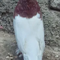 کفتر|پرنده|چناران, |دیوار