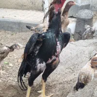 خروس و مرغ و جوجه اوشامو