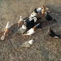 کفتر