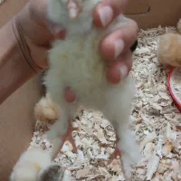 جوجه برهما . سبرایت و رزکامپ مینیاتوری