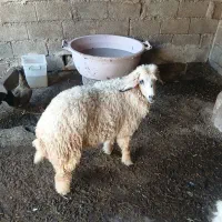 بره نر|حیوانات مزرعه|چمران, |دیوار