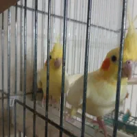 عروس مولد با جوحه