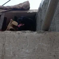 سگ پاکوتاه روباهی
