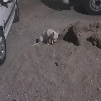 فروش سگ  پاکوتاه