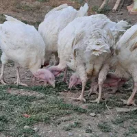 بوقلمون بیوتی برای پرورش و کشتار