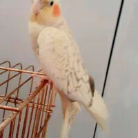 عروس هلندی گمشده