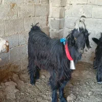 چپش  دوبری بزغاله میش بره قوچ