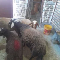 قوچ|حیوانات مزرعه|هرسین, |دیوار