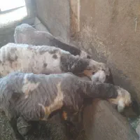 گوسفند مخصوص نذری